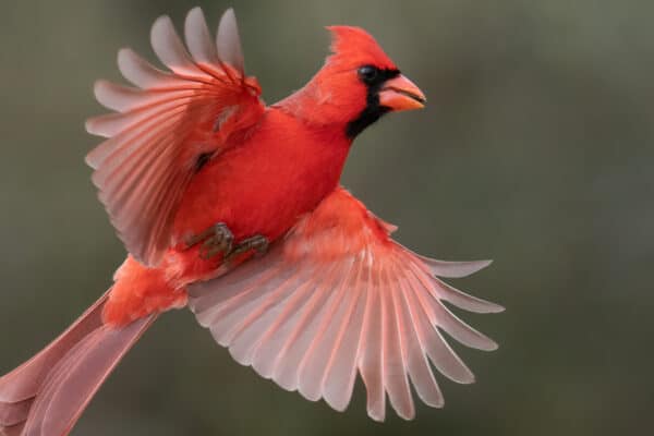 Northern cardinals consume mostly seeds as part of their diet.