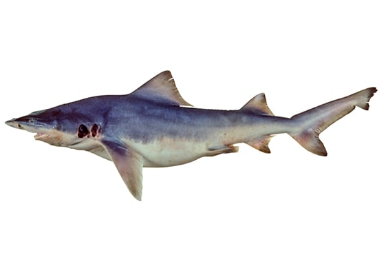 The northern river shark occurs in the coastal waters and tidal rivers of Papua New Guinea and Australia. 