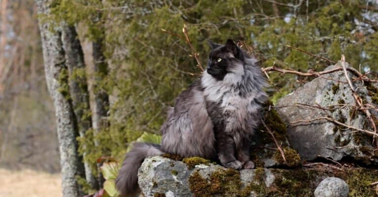 Norwegian Forest cat sitting on a rock