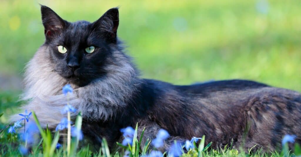 Norwegian Forest Cat laying outside in some flowers