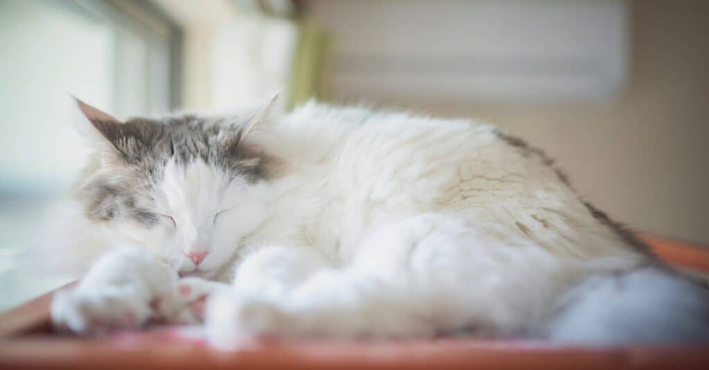 Norwegian Forest Cat sleeping