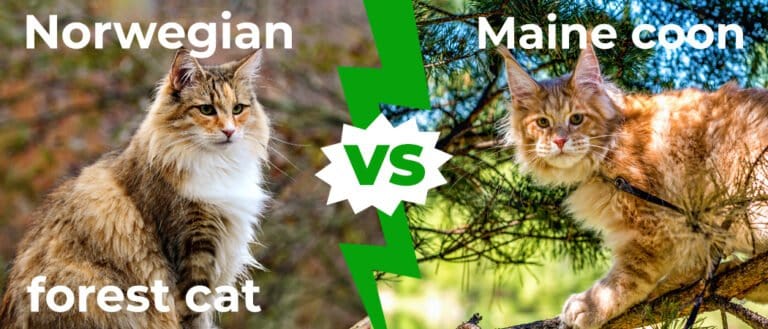 Norwegian Forest Cat vs Maine Coon 1050x450