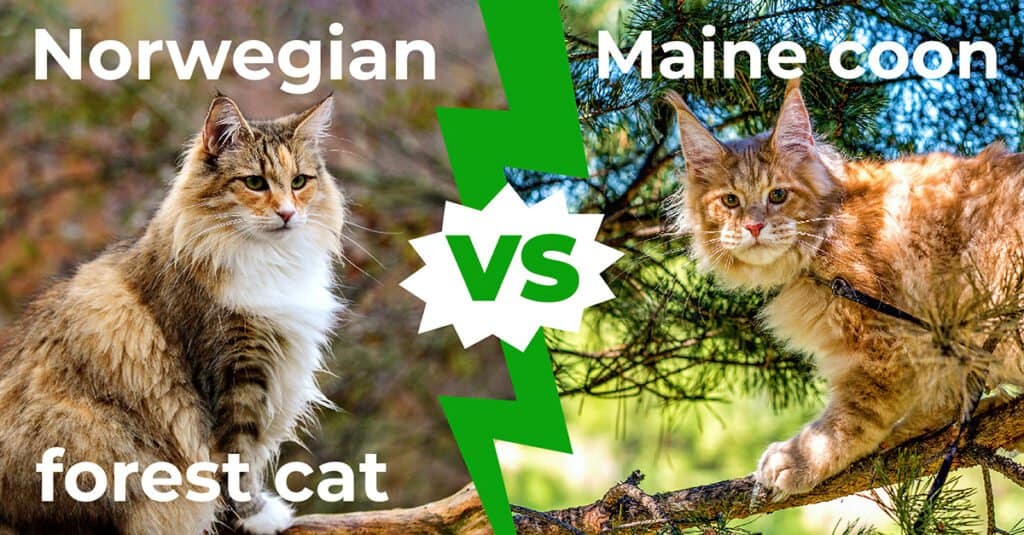 Norwegian Forest Cat vs Maine Coon 1200x627