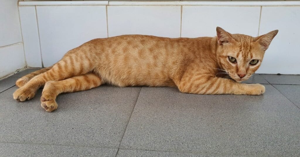 Ocicat 1024x535 