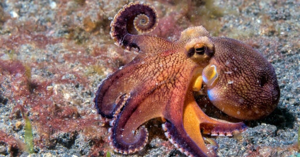 Wie viele Herzen hat ein Oktopus