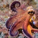 A coconut octopus on a rock in Indonesia. They are quite intelligent and have been observed using tools.