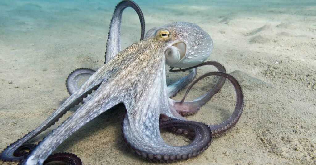 How many hearts does an octopus have