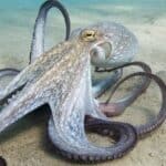 Octopuses have three hearts: one pumps blood around the body; the other two pump blood to the gills.