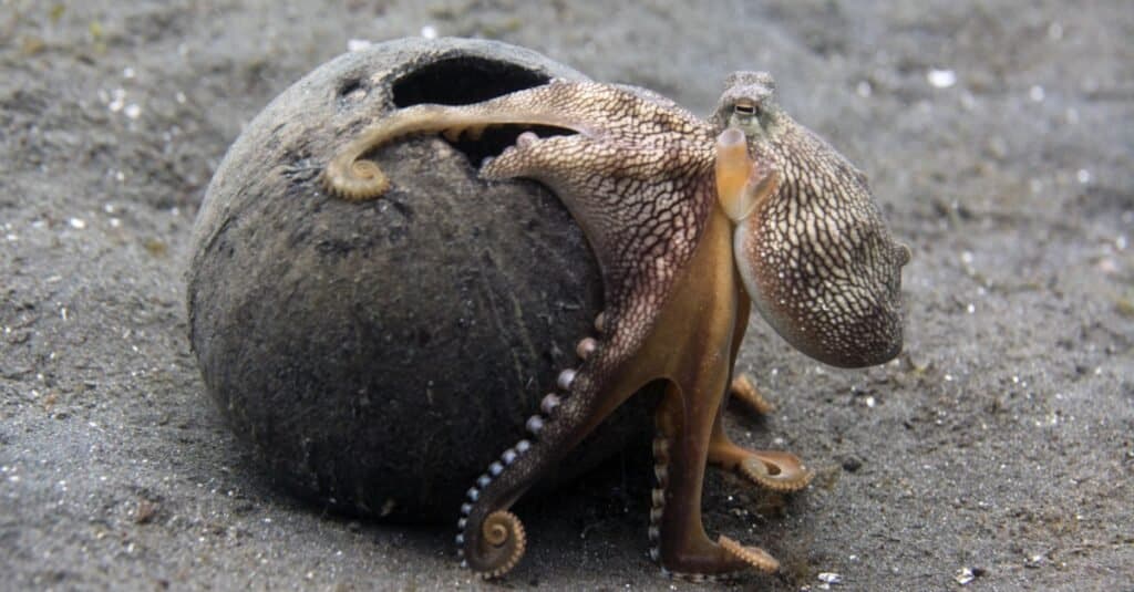 Watch an Octopus Grab a Giant Crab From the Sand and Gobble Up ...