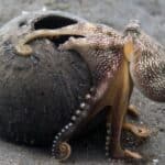 A coconut octopus walking on a sea bottom with a big coconut shell.