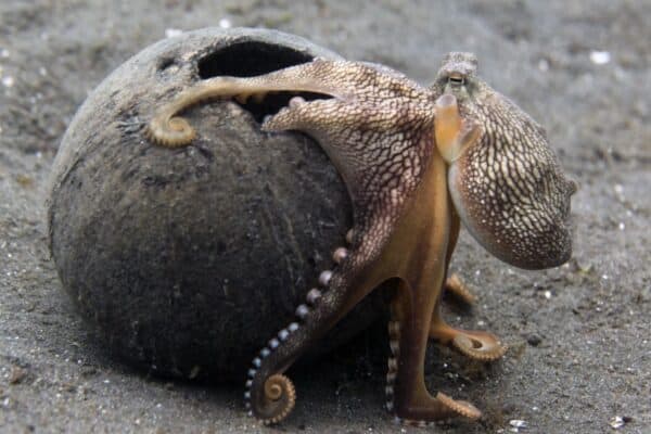 A coconut octopus walking on a sea bottom with a big coconut shell.