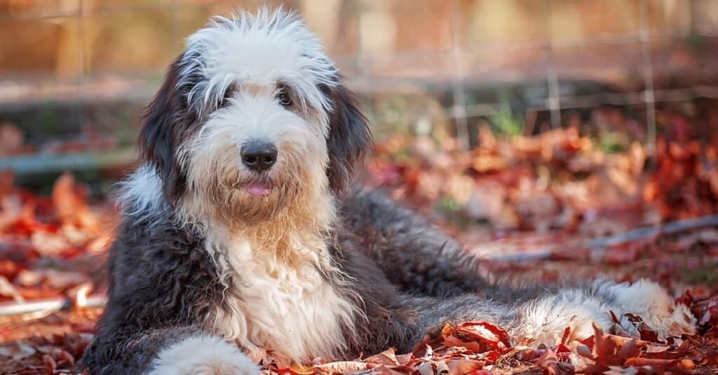 Old English Sheepdog - Saúde Animal