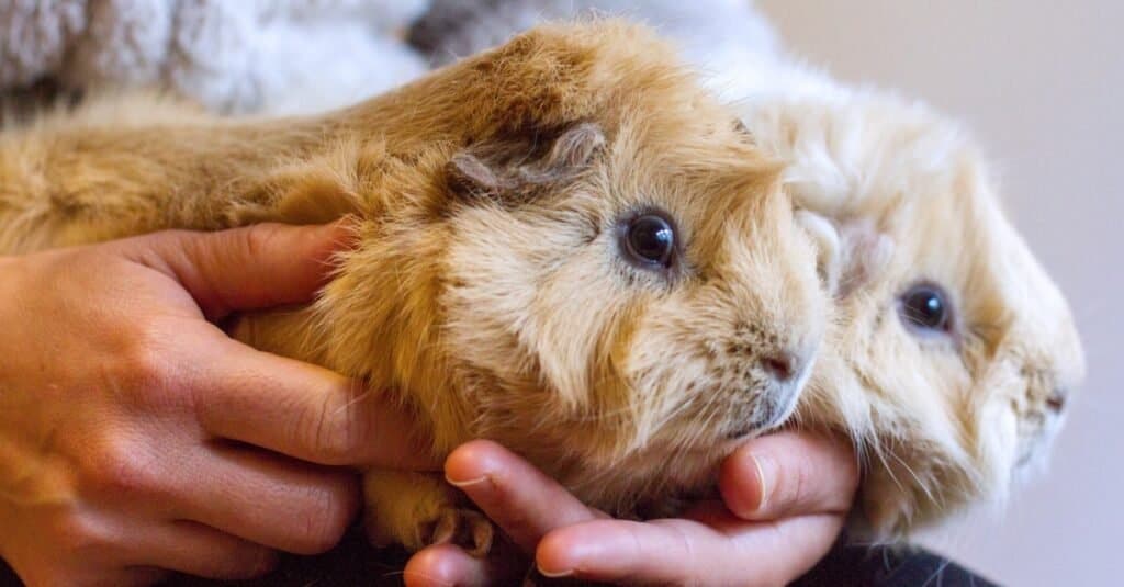 Oldest Guinea Pig