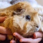 Peruvian guinea pigs have a lifespan of about four to seven years. Some have even been known to live up to eight years when properly cared for.