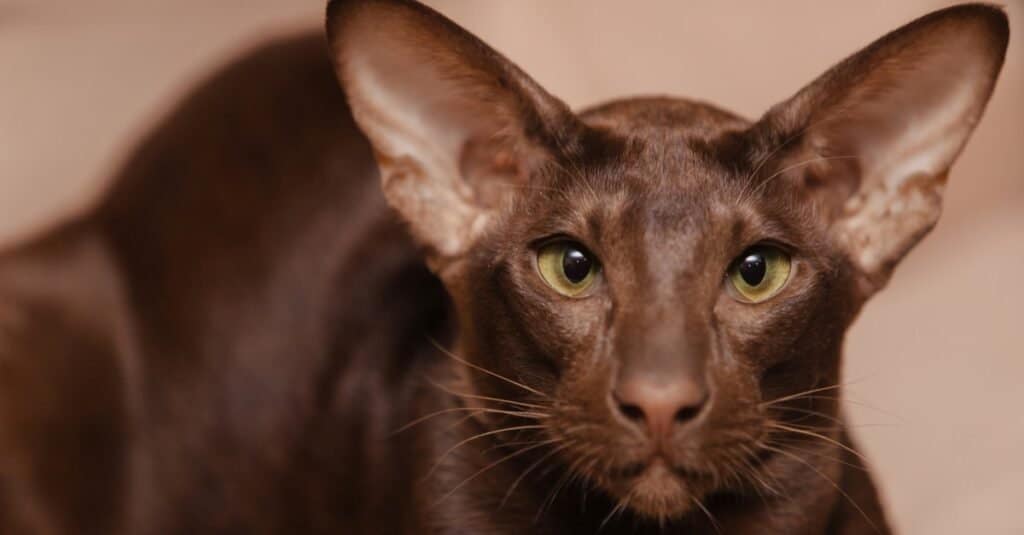 Brown Cat Breeds