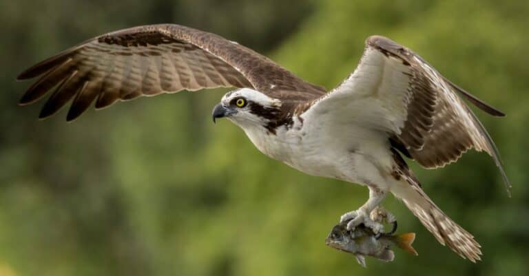 Birds that eat fish: Osprey
