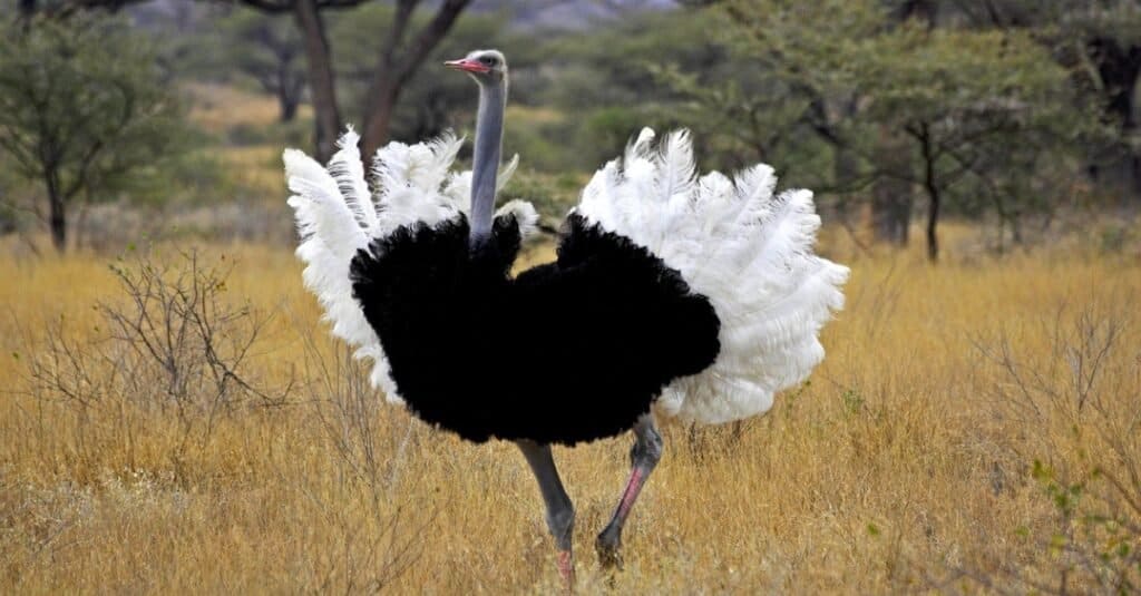 Cassowary vs Ostrich