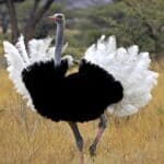 A male ostrich, Struthio camelus, in courtship display at the Masai Mara Park in Kenya.
