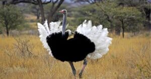 Ostrich Teeth: Do Ostriches Have Teeth? Picture