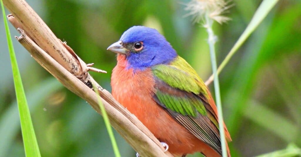 Birds with red chests: Painted Bunting