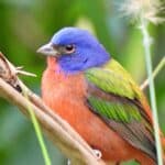 Painted Bunting