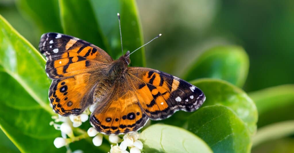 Painted lady on flower with wings spread