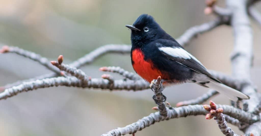 Birds with red chests: Painted Redstart