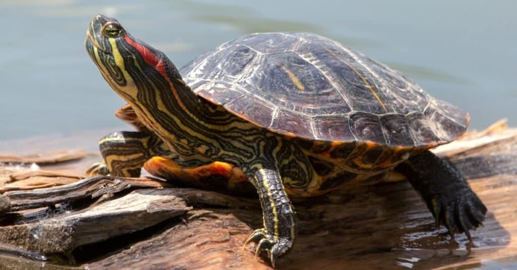 Turtles breathe out of their butts
