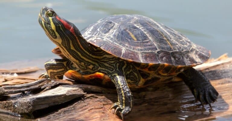 What Do Pond Turtles Eat? 15+ Foods They Love - A-Z Animals