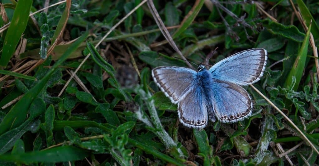 Rarest Butterflies in the World