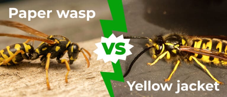 Paper Wasp vs Yellow Jacket 1050x450