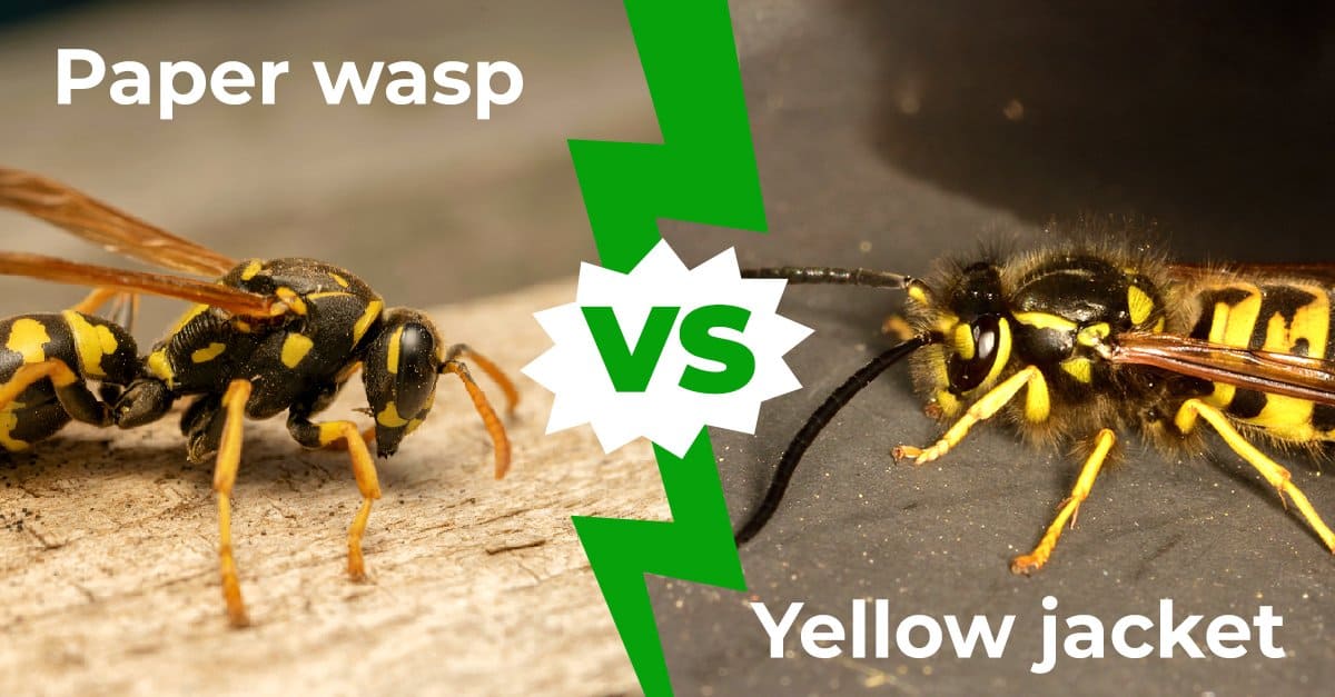 Yellow Jacket vs. Paper Wasp: The 7 Key Differences - AZ Animals