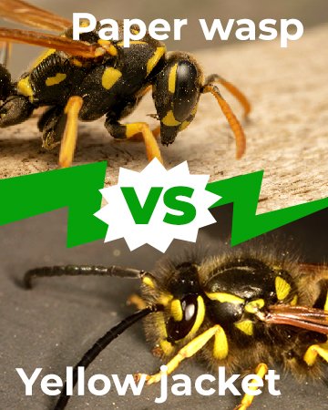 Paper Wasp vs Yellow Jacket 360x450