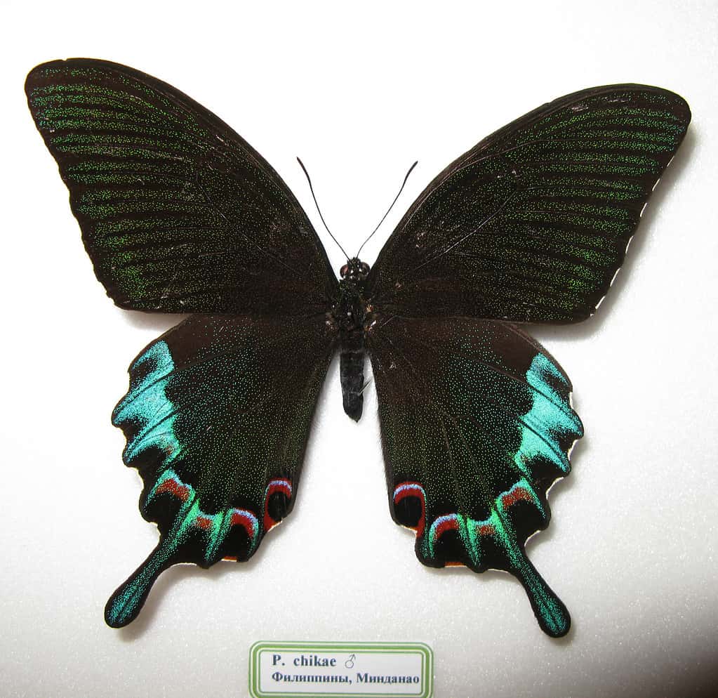 Papilio chikae maleLuzon peacock swallowtail