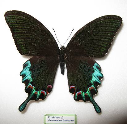 10 Rarest Butterflies In The World - A-Z Animals