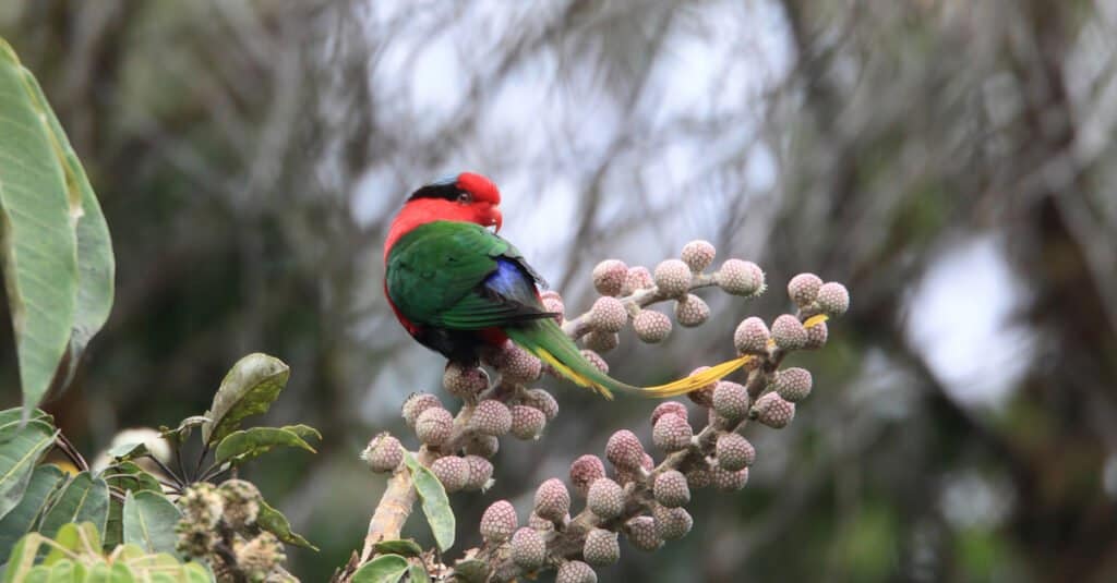 Papuan Lorikeet on berry branch