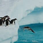 Penguins jumping off the ice to go fishing. Fish makes up most of the diet of penguins.