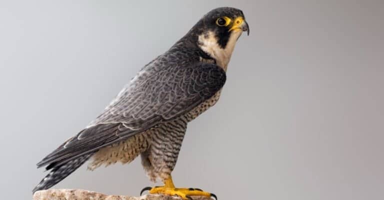 Types of Falcon Birds