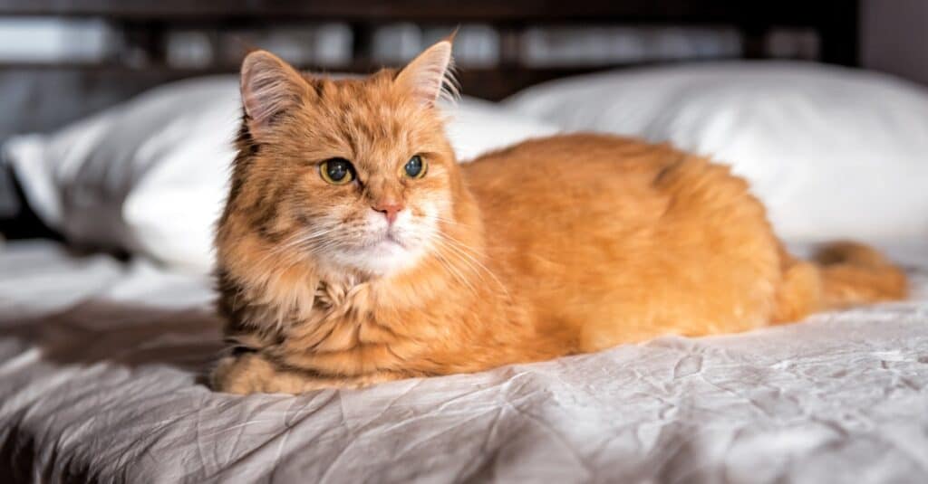 Persian laying on the bed