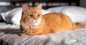 Why Does My Cat Loaf? 4 Reasons for This Behavior, As Revealed By an Actual Cat Picture