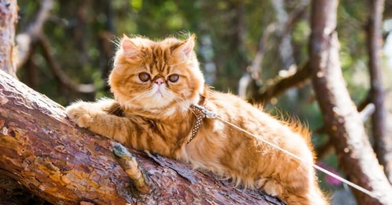 Persian laying on branch with leash on