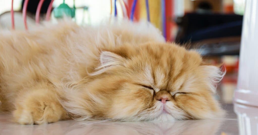 Persian sleeping on countertop