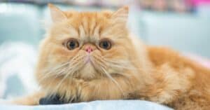 9 Yellow Cat Breeds & Yellow Cat Names Picture