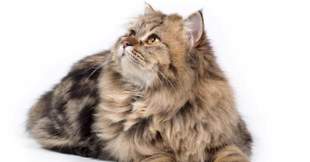 light brown fluffy cat