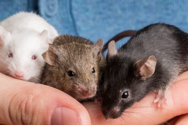 Pet Mice