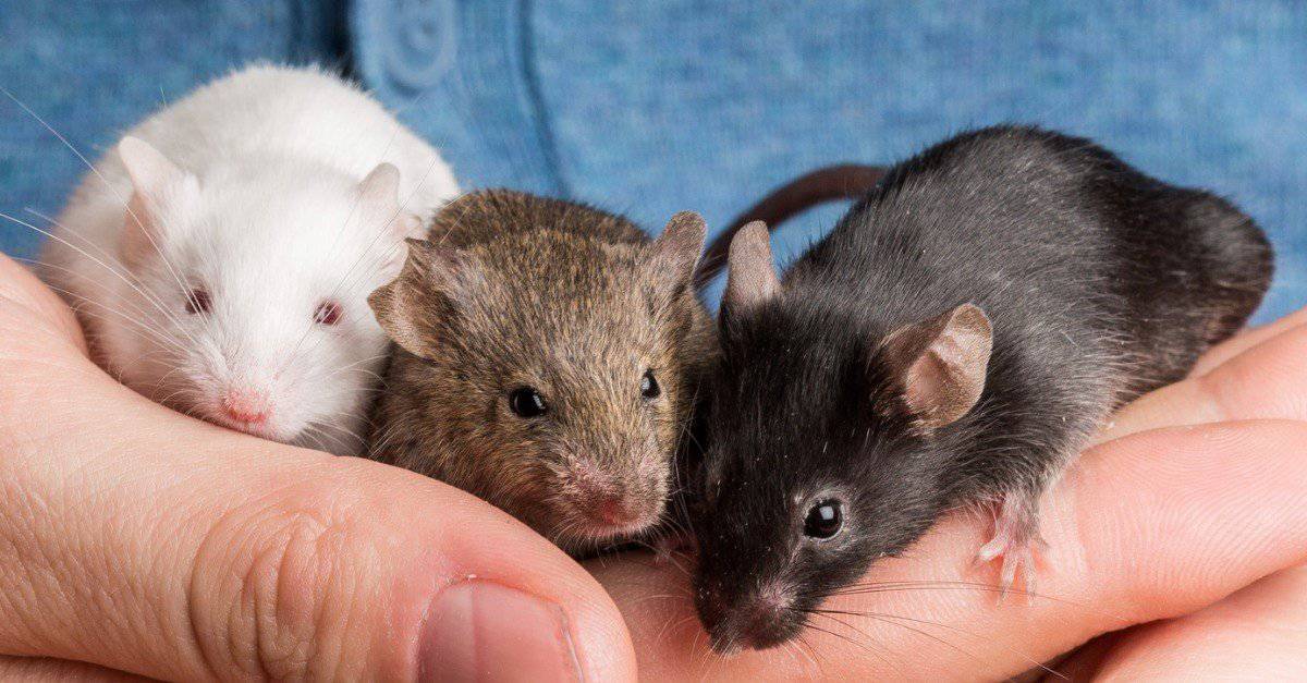 What Color Are Mice Light And The Laboratory Mouse EXGB