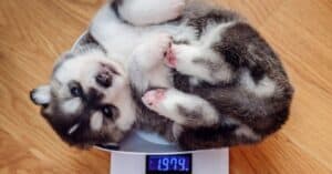 Best Pet Scales: Reviewed for 2021 Picture