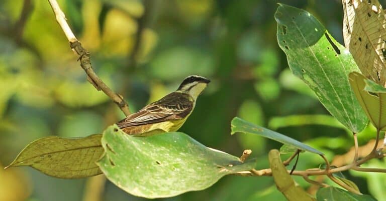 Birds with the coolest names: Piratic Flycatcher
