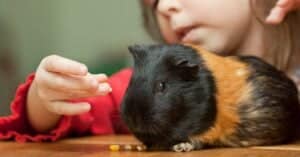7 Best Places to Adopt Guinea Pigs Picture