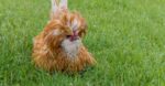 Birds with the craziest hair: Polish Chicken